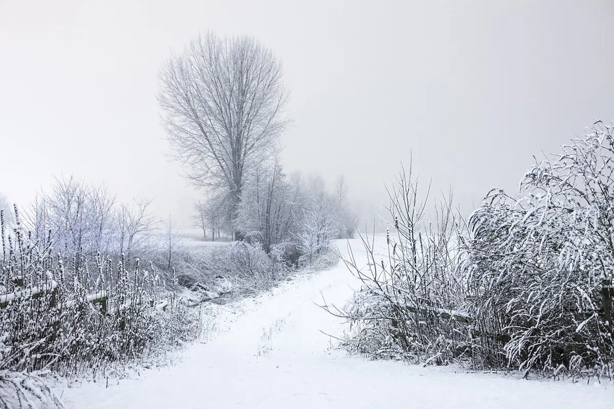 A snow-covered road running between bare trees at dusk